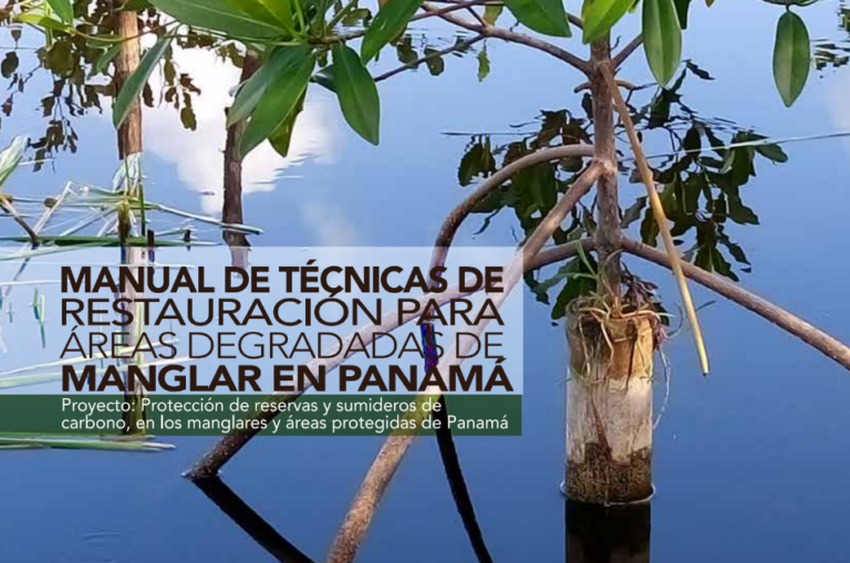 Técnicas para restaurar manglares degradados en Panamá