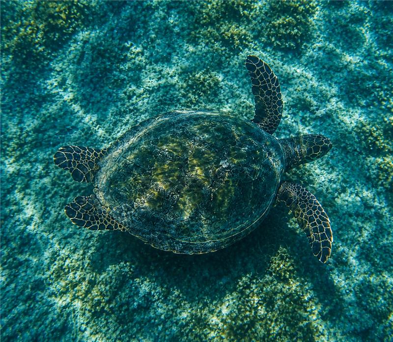 Tortuga carey – Parque Nacional Coiba